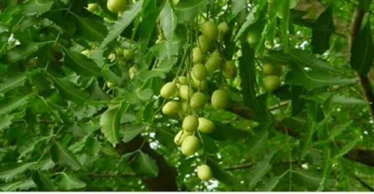 Ayurveda tips to control hemorrhoids